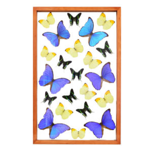 Assorted Butterflies