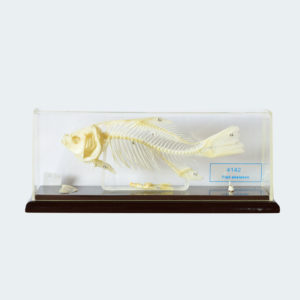 64600-027-Fish-skeleton