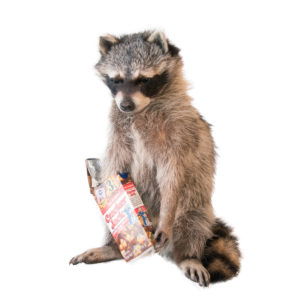 Raccoon w/ Cracker Jacks
