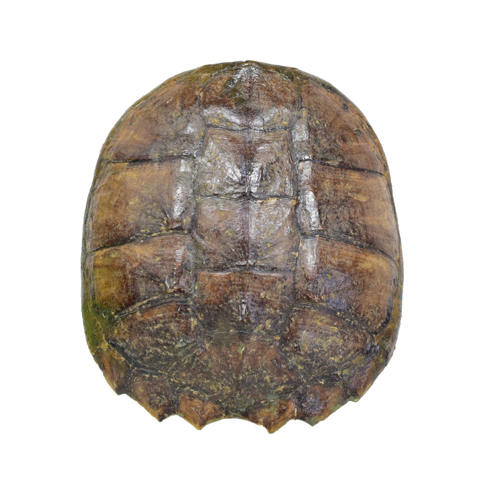 common snapping turtle shell 2