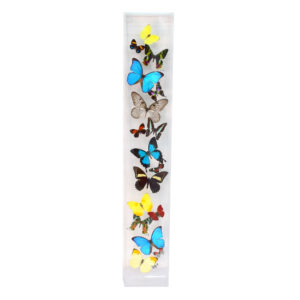 17-assorted-Butterflies