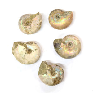 31217-008-Pearl-Ammonite