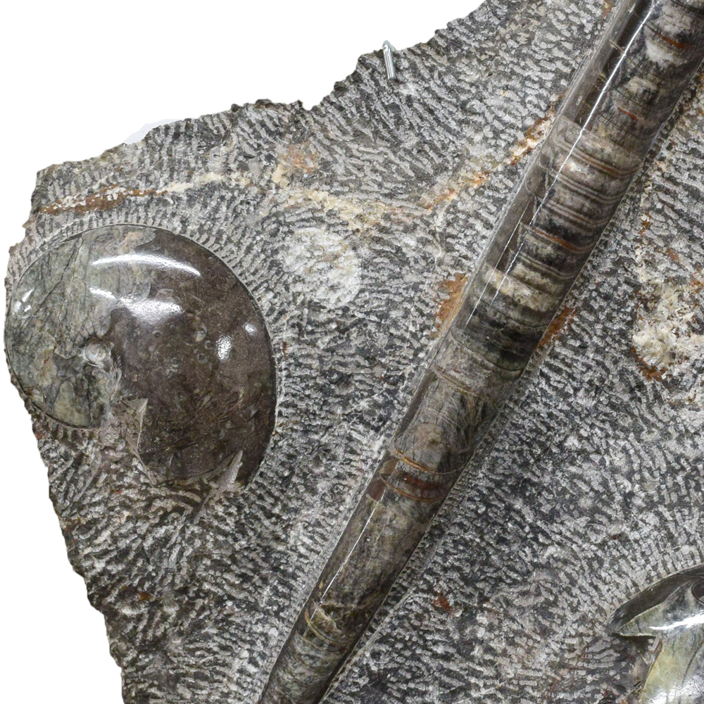 Orthoceras Fossil Specimen in Matrix Ammonite Plaque Fossil Squid Plate Morocco RS-186 