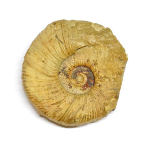 33200-057-Africa-Ammonite