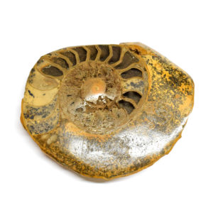 33200-061-half-Ammonite