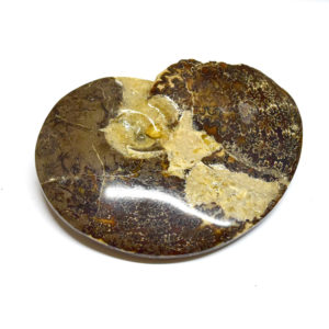 33200-076-Agatized-Ammonite