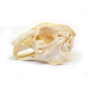 88236-126-Rabbit-Skull