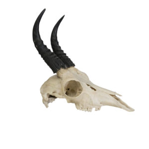 Reedbuck Skull