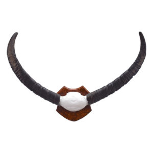 Buffalo Horns