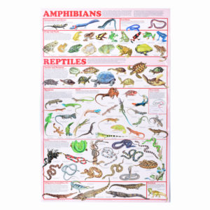 AmphibiansReptilesPosters