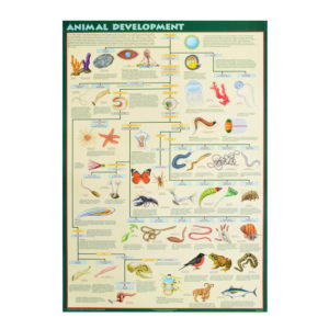 Animal-Development-Posters