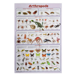 Arthropods-Posters