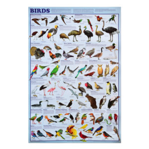 Birds-Posters