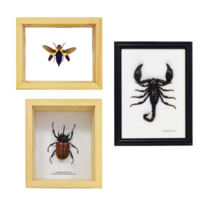 Bug & Insect Displays