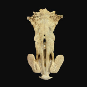 Catfish Skull 88808-088