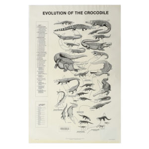 Evolution-of-Crocodile-Posters