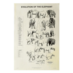 Evolution-of-Elephant-Posters