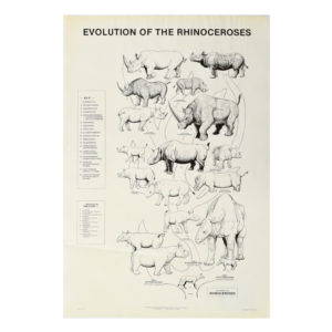 Evolution-of-Rhinoceroses-Posters