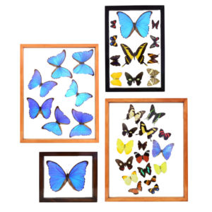 Butterfly Displays