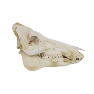 64400-011 Wild Boar Skull