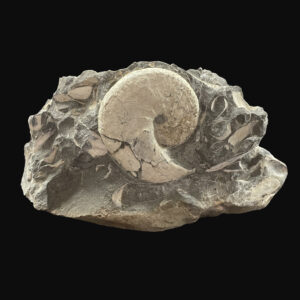 31217-151 Scaphite Ammonite