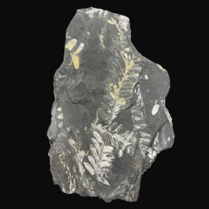 32710-033 Fossil Fern