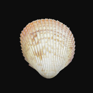 82602 Cockle Shell