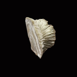 96010 Flabellum Shell Fossil