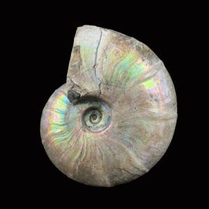 Iridescent Ammonite - Russia