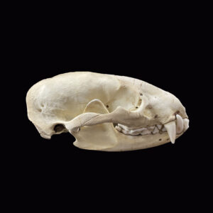 Racoon Skull 88294-016
