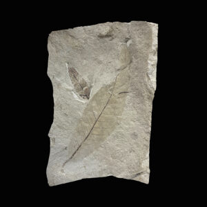 33900-172 Fossil Leaf Idaho