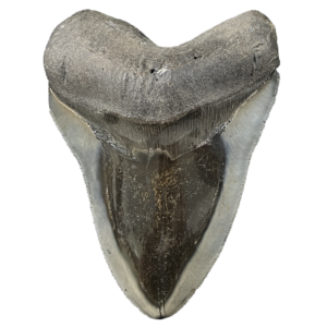 33900-202 Megalodon Tooth