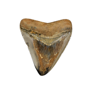 33900-204 Megalodon Tooth