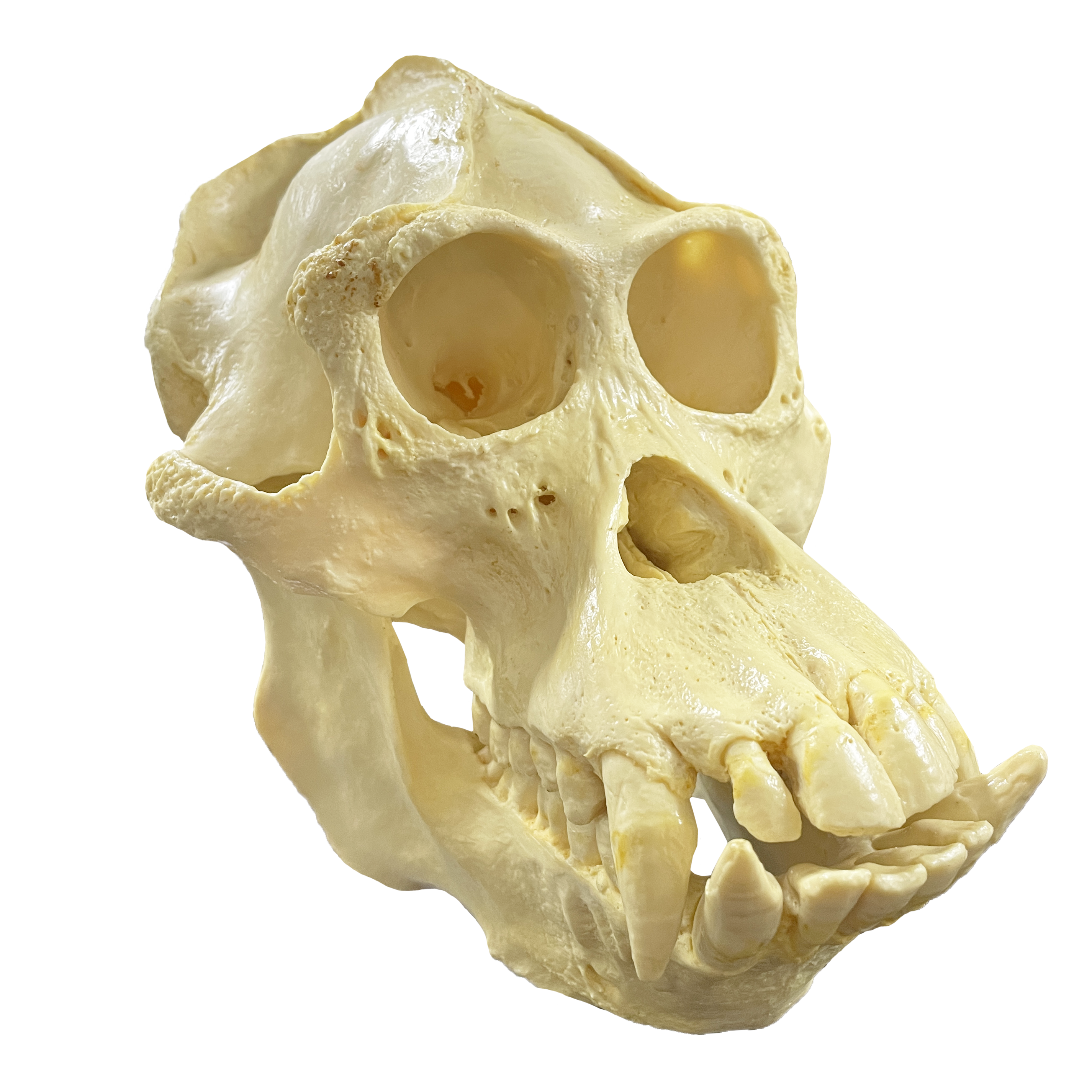 64400-001 Orangutan Replica Skull 2