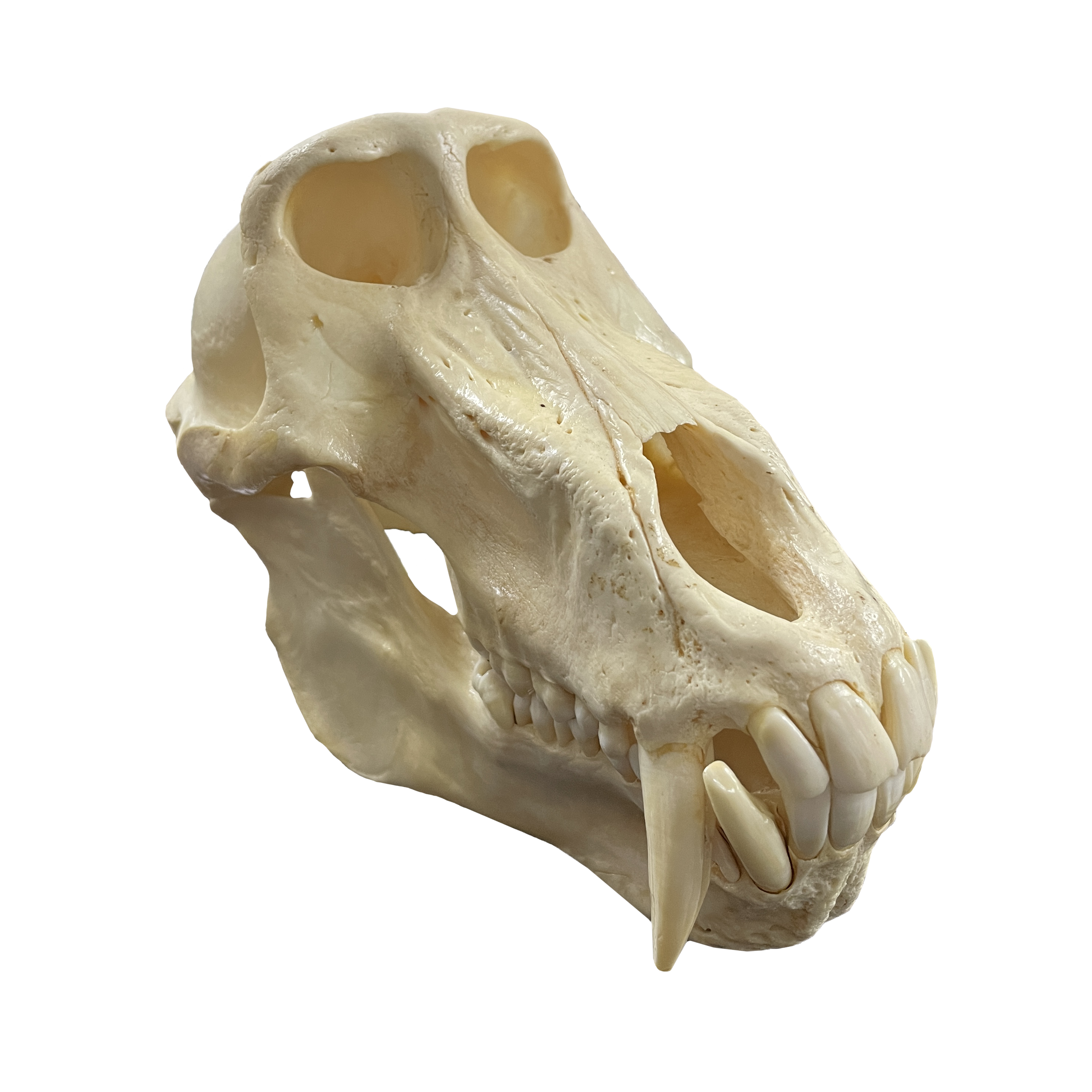 88303-016 Baboon Skull